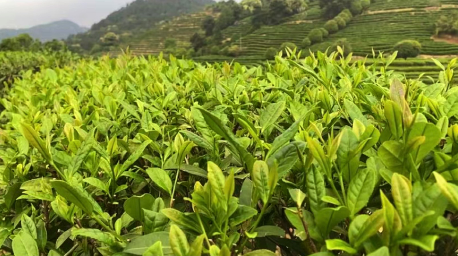 Fresh tea shoots in the garden